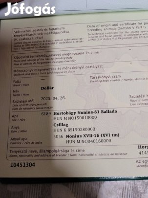 Nóniusz félvér kanca csikó