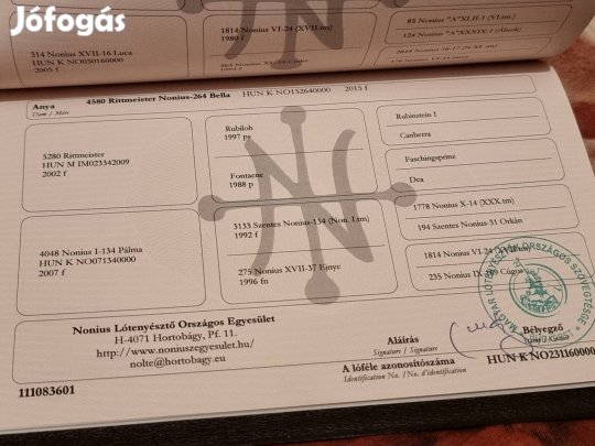 Nóniusz kanca csikó eladó!