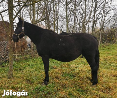 Nóniusz tenyészkanca eladó
