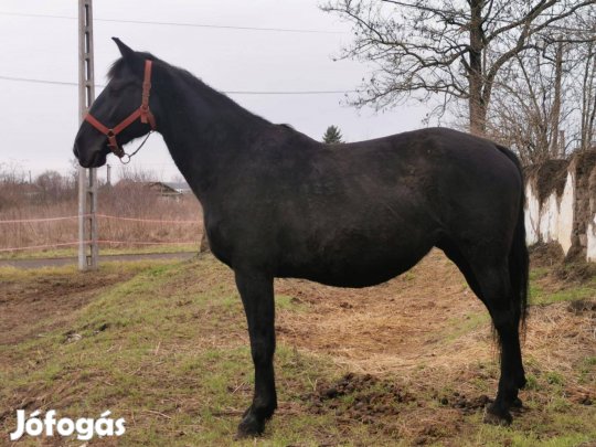 Nóniusz vemhes tenyészkanca