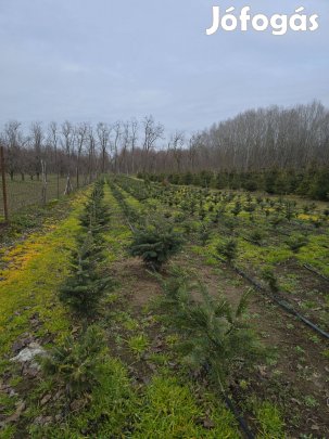 Nordmann fenyő töves gyökeres földröl frissen