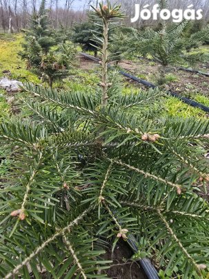 Nordmann fenyő töves gyökeres földröl frissen