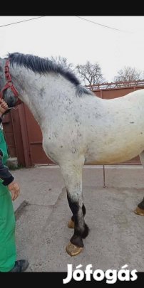 Noriker csődör csikó eladó!