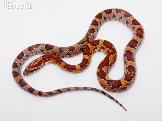 Normál gabonasikló