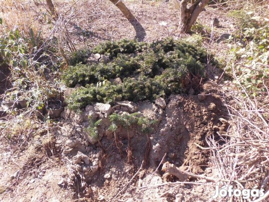 Norman fenyő csemete eladó