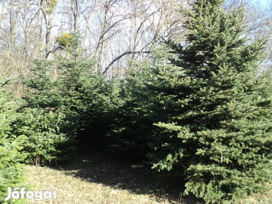Normand fenyő ág eladó