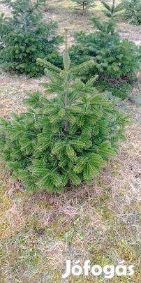 Normand fenyő földlabdássan eladó 