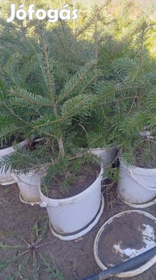 Normand fenyő kont eladó