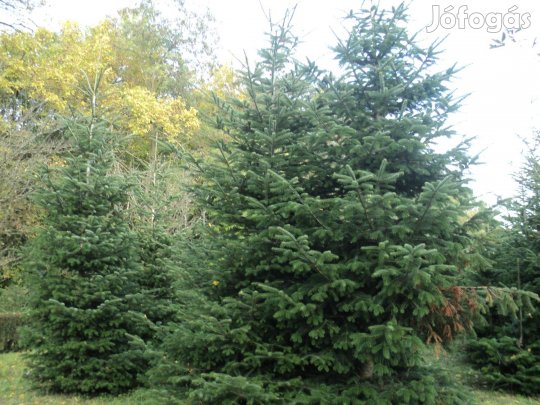 Normand fenyőág eladó