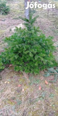 Normandiai fenyő földlabdássan eladó 