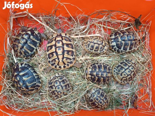 Nőstény Görög teknős