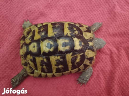Nőstény görög teknős
