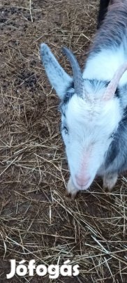 Nőstény kecske 