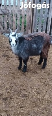 Nőstény kecske 