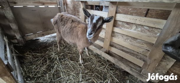 Nőstény kecske + gödölye 