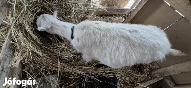 Nőstény kecske + kisbak