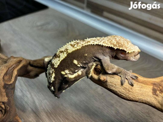 Nőstény vitorlás gekkó, flame