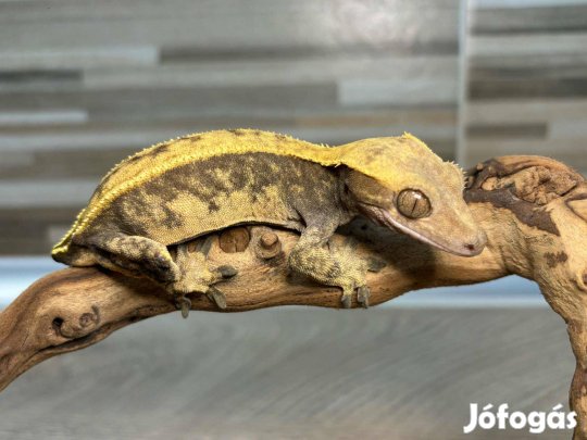 Nőstény vitorlás gekkó, harlequin