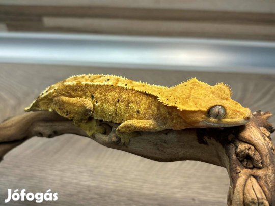 Nőstény vitorlás gekkó, harlequin