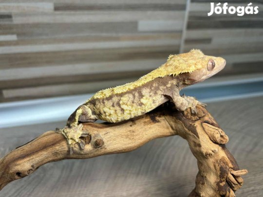 Nőstény vitorlás gekkó, harlequin