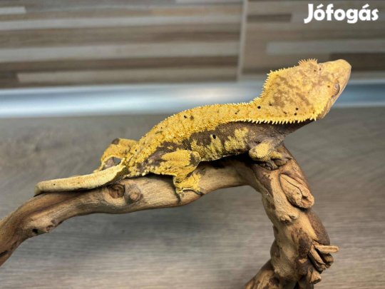 Nőstény vitorlás gekkó, harlequin dalmata pöttyökkel