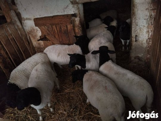 Növendék Dorper Kosok máshol legelésznének !!