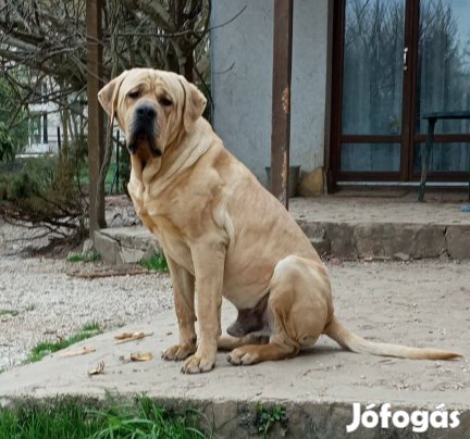 Növendék Tosa Inu kutyák eladók