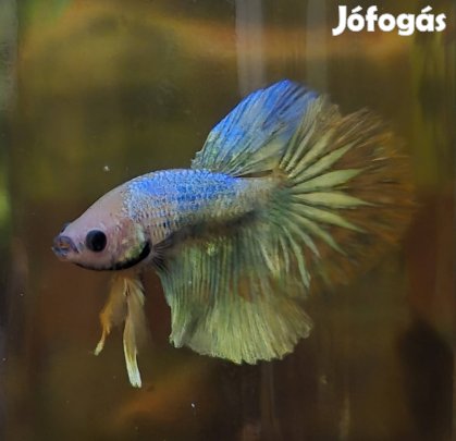 Növendék betta hím 