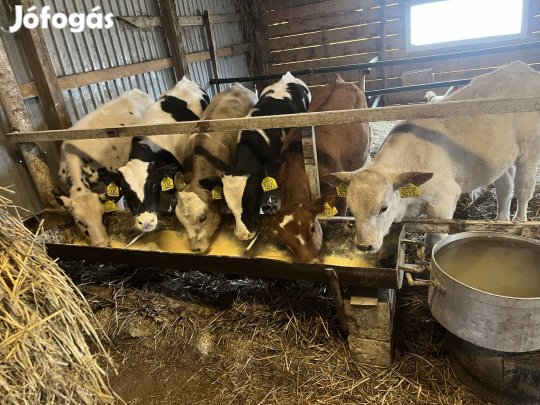Növendék bika, üsző borjak eladó 