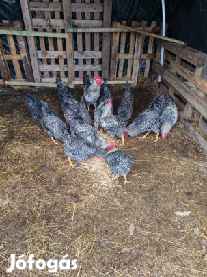 Növendék kakas eladó