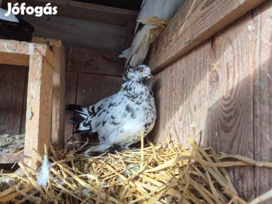 Növendék magyar óriás galanbok eladók