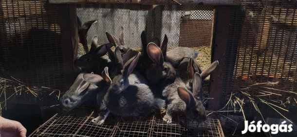 Növendék németóriás nyulak