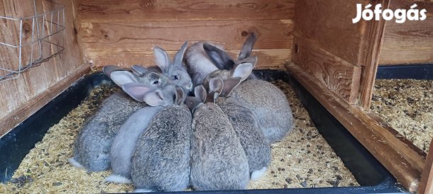 Növendék nyulak 