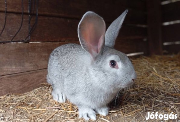 Növendék nyuszi, nyúl 