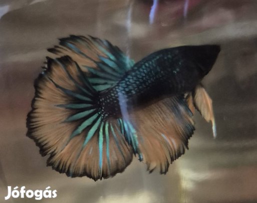 Növendék sziámi harcoshal hím 