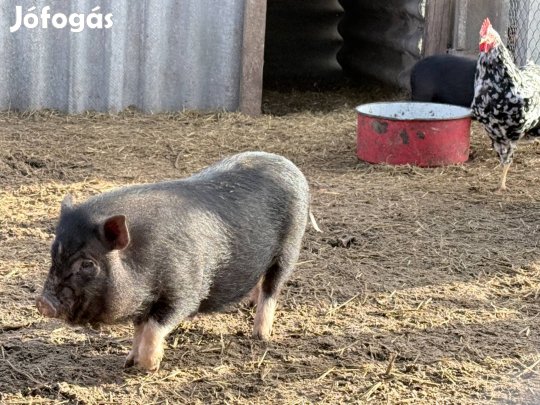 Növendék törpe malacok