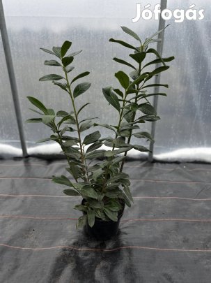 Novita babérmeggy 80cm+