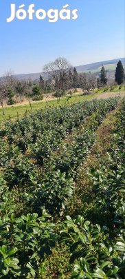 Novita babérmeggy eladó!