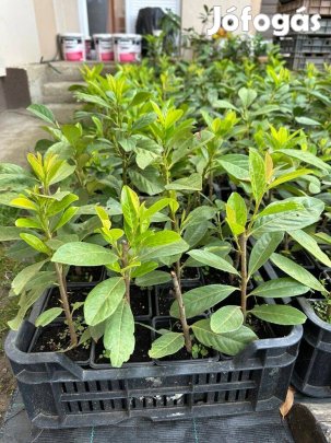 Novita babérmeggy és Leylandi ciprus