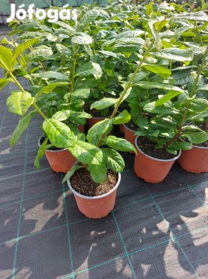 Novita babérmeggy termelőtől