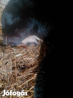 Núb előhasi eladó