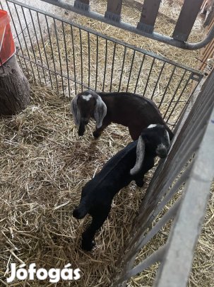 Núbiai bak gidák eladók