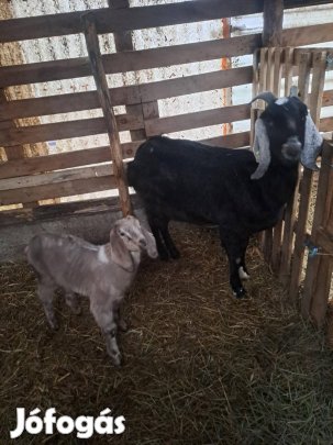 Nubiai cumis bak eladó 