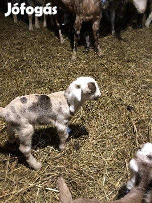 Núbiai cumis kis kecske 