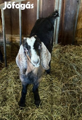 Núbiai gödölye kecske