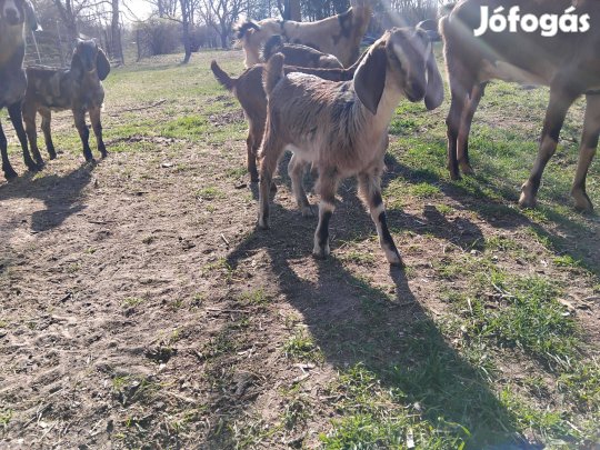 Núbiai gödölyék és bak gida eladó