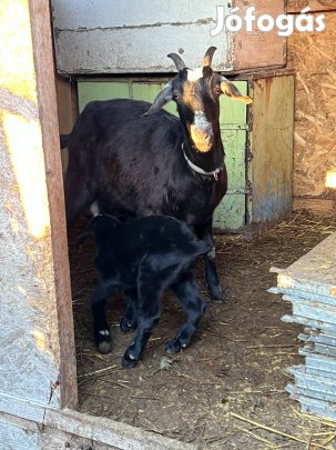 Núbiai jellegű anyakecske kis bak gidájával együtt eladó.
