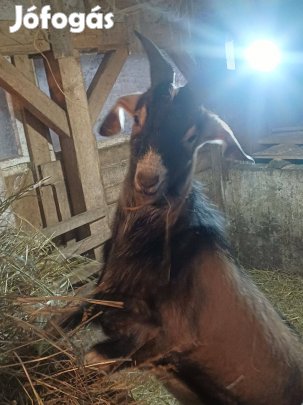 Núbiai jellegű bak