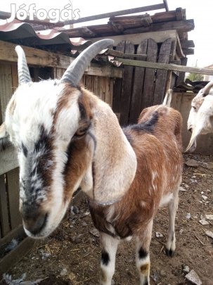 Nubiai kecske