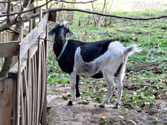 Núbiai tejelő anyakecske